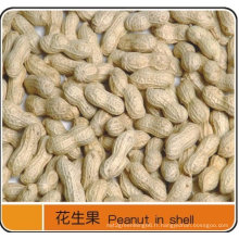 Peanuts de haute qualité9 / 11 dans la coquille